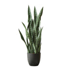 95cm Artificial Indoor Snake Sansevieria Plant