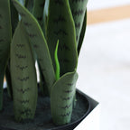95cm Artificial Indoor Snake Sansevieria Plant