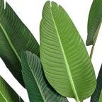 220cm Birds of Paradise Artificial Plant